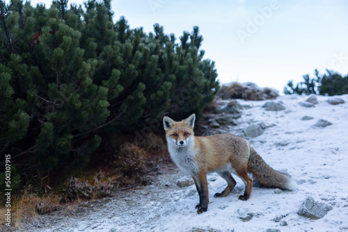 Red fox in the natural environment, High Tatra Mountains - the mountain range and national park in Slovakia