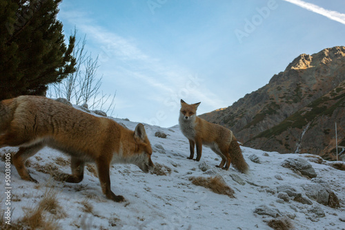 Fototapeta Naklejka Na Ścianę i Meble -  Red foxes in the natural environment, High Tatra Mountains - the mountain range and national park in Slovakia