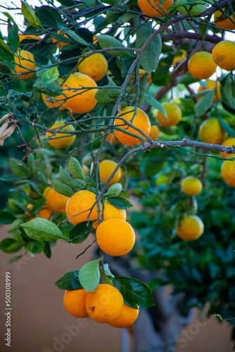 Orange tree with many ripe sweet oranges fruits ready to harvest