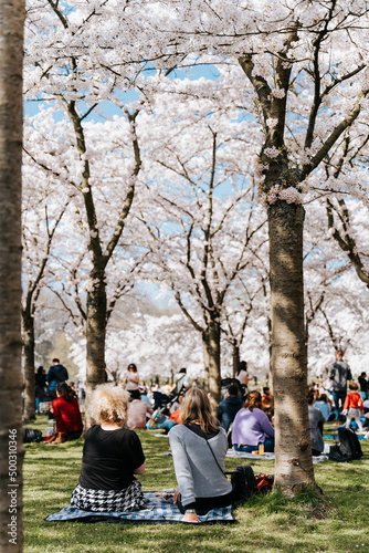 Obraz na plátně Family, friends, people having a picnic under sakura trees