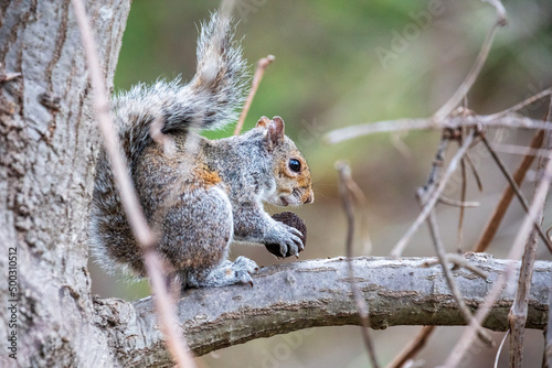 Eastern Gray Squirrel - Sciurus carolinensis - sitting on a branch eating a nut - Arlington, Virginia