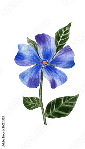 Watercolor illustration of a blue periwinkle flower.