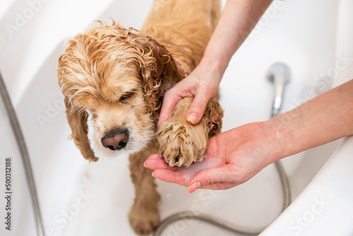 Groomer washing dog's paws in the bathroom. A female hand washes a spaniel's paw with shampoo.