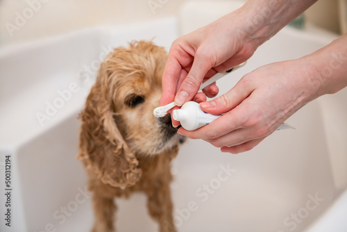 Female hands hold a toothbrush and a tube of toothpaste for her dog. Dog teeth cleaning. Dental Toothbrush Dog. photo