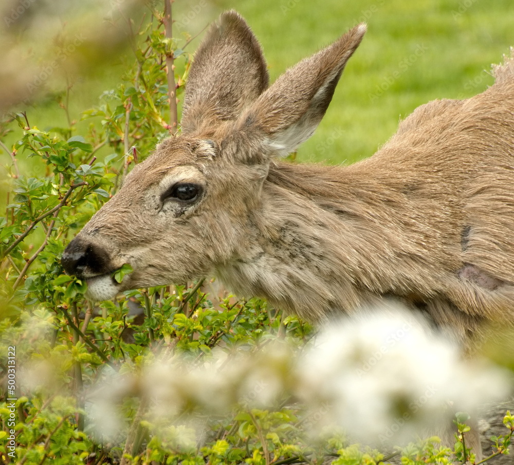 A doe / mule deer eating some flowers and foliage in the early spring before shedding its winter coat.