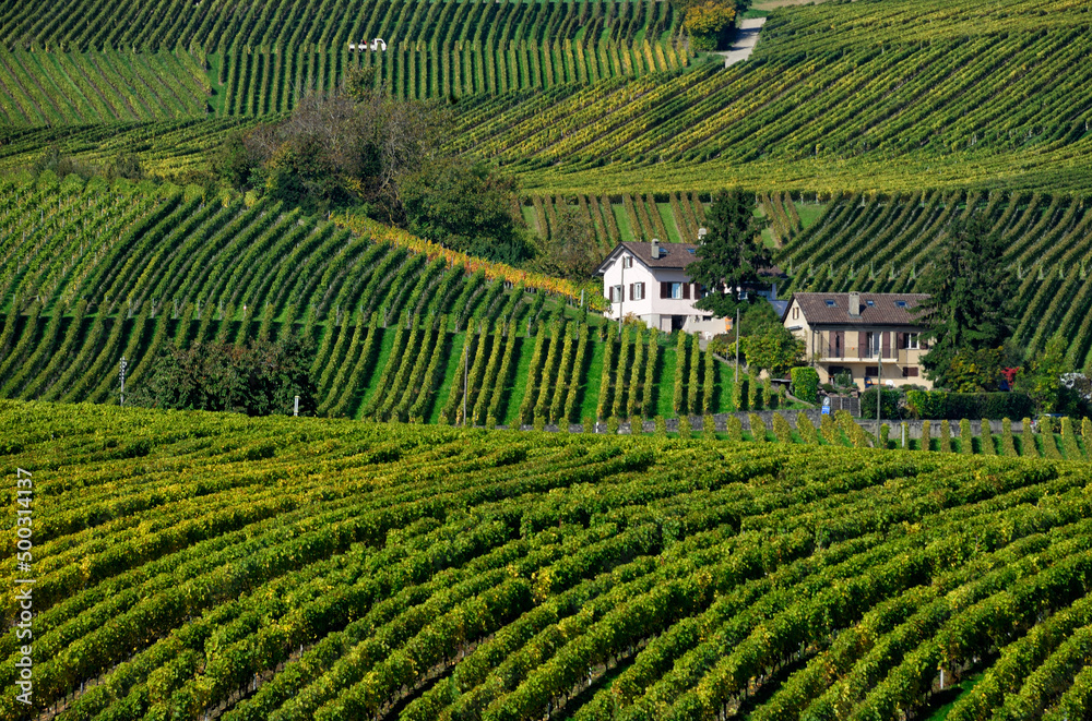 Europe, Switzerland, Canton Vaud, La Côte, Morges district, near Aubonne, vineyard landscape in autumn, harvest time 
