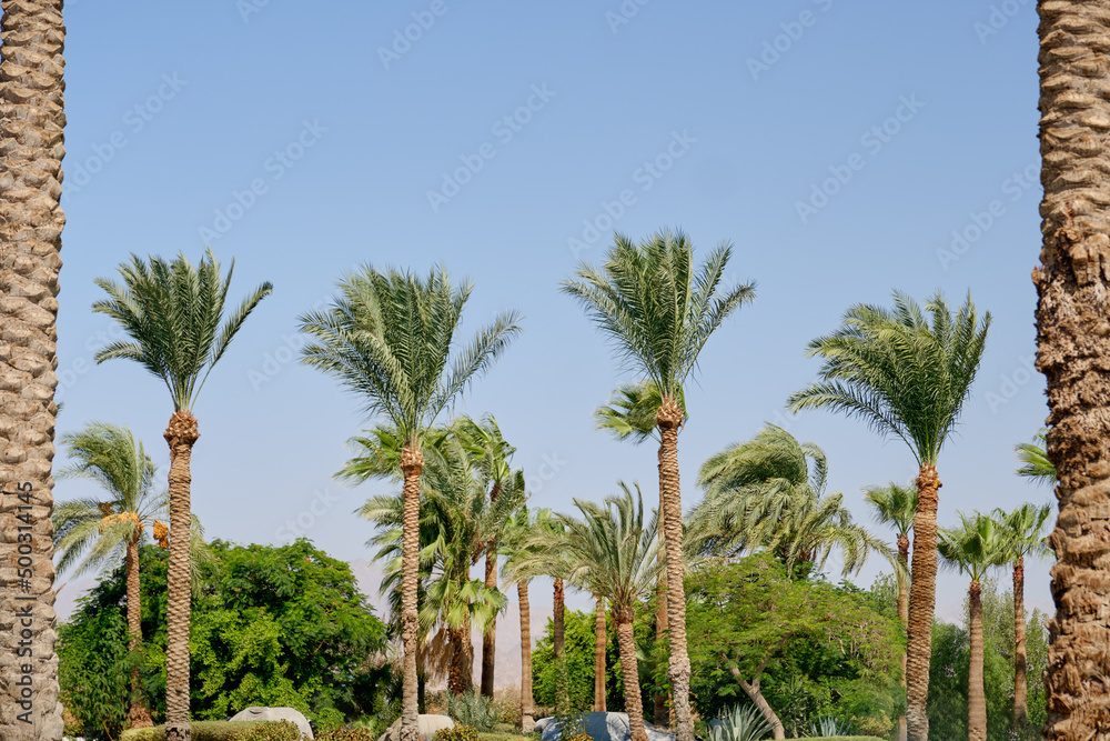 Palm trees against a blue sky in sunny weather