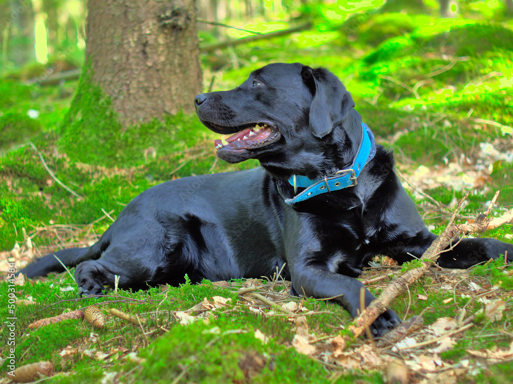 dog lying on the grass in the forest