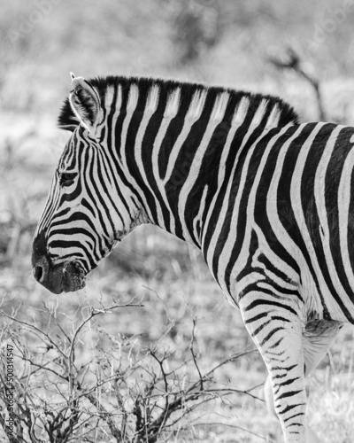 Zebra Portrait in Black and White