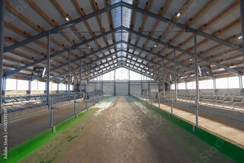 Large cowshed for dairy cows in the final stage of construction photo