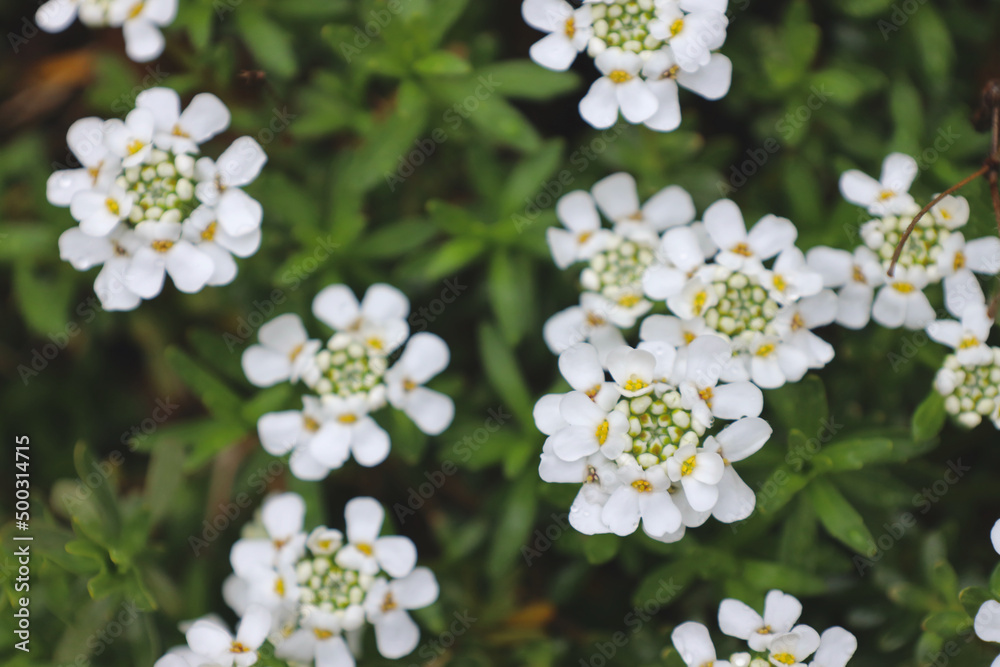 White flowers on green field White flowers on green field