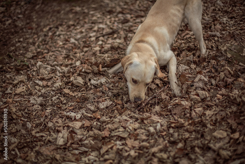 a labrador playing in the woods