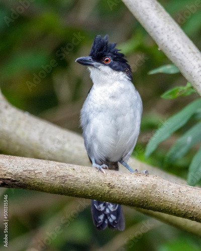 The Great Antshrike also known as choró-boi perched on the branches of a tree. Species Taraba major. Animal world. Birdwatching.  Flycatcher. photo