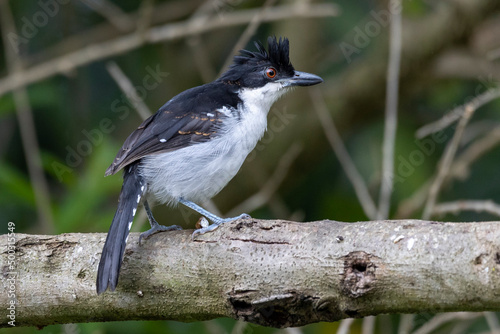 The Great Antshrike also known as choró-boi perched on the branches of a tree. Species Taraba major. Animal world. Birdwatching.  Flycatcher. photo