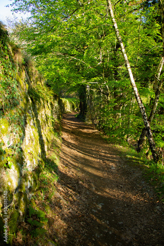 Path in the forest along a stone wall and trees. Tunnel feeling in the countryside.