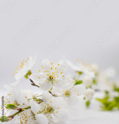 Blossoming cherry branch on a white background