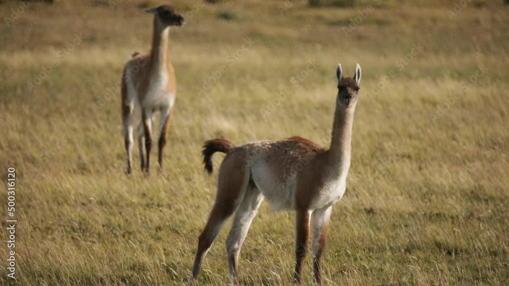 Wildlife. endangered species. Closeup view of a Guanaco, Lama guanicoe, in the meadow in Tierra del Fuego, Patagonia Argentina. Wildlife. endangered species. Closeup view of a Guanaco, Lama guanicoe, in the meadow in Tierra del Fuego, Patagonia Argentina.