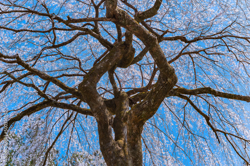 Close up on a weeping cherry blossoms shidarezakura tree whose the trunk is shaped like a diamond and surrounded by full bloom sakura flowers against a vivid blue sky in Seiunji temple of Chichibu. photo