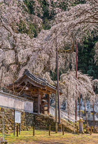 saitama, chichibu - april 04 2022: Japanese Yakuimon gate in Seiunji Temple with a stair made with stones and overlooked by majestic tall weeping cherry blossoms trees in bloom called shidarezakura. photo