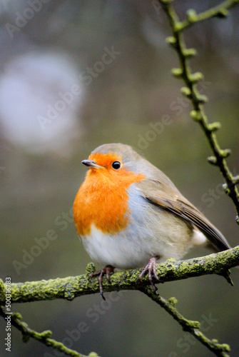 Profile of a robin perched on a twig on a cold day during winter, Devon, UK