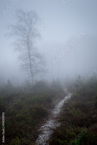 Isolated tree stands out on a very foggy day in Haldon Hill, near Exeter, Devon, UK