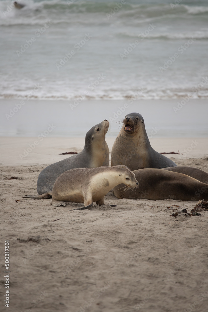 Obraz premium Australian fur seal - Kangaroo island