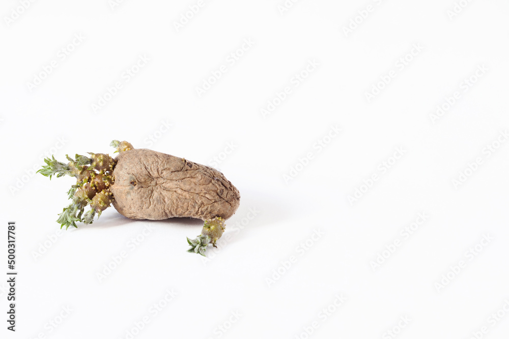 sprouted potato leaves on a light background