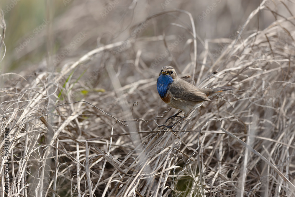 Bluethroat Luscinia svevica subsp. namnetum perching in Morbihan, France Bluethroat Luscinia svevica subsp. namnetum perching in Morbihan, France