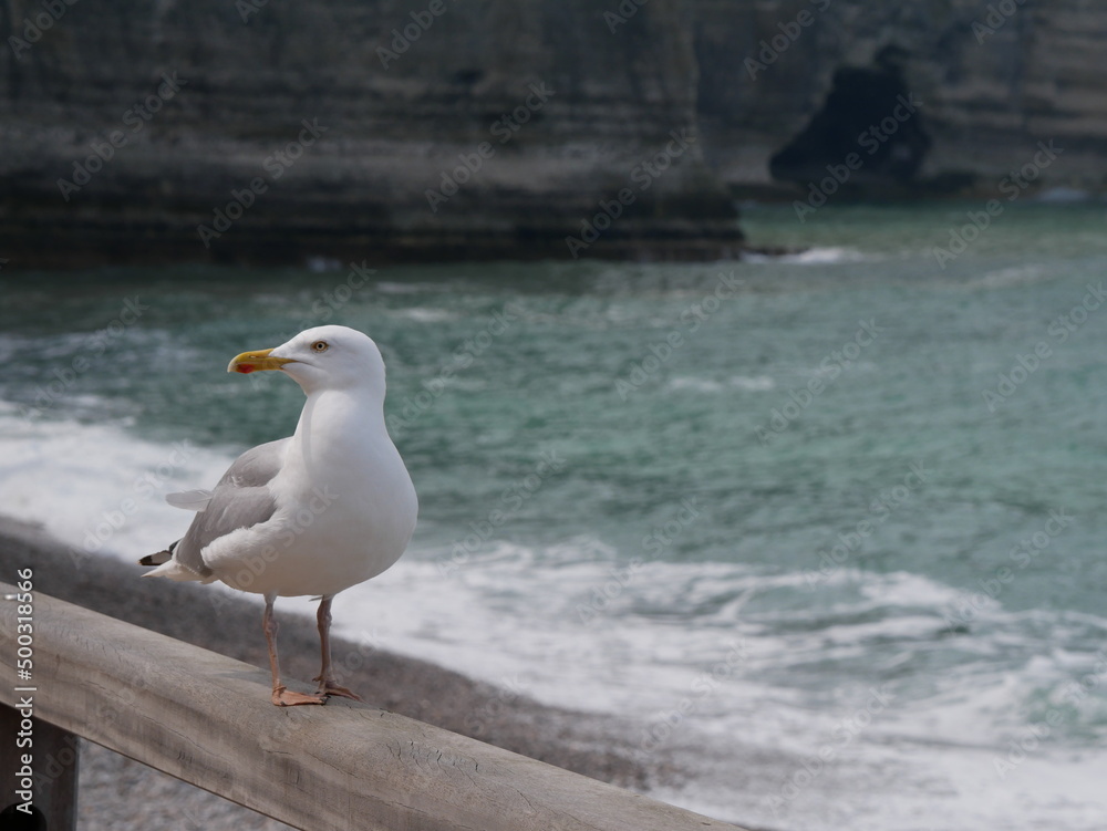 Obraz premium Mouette
