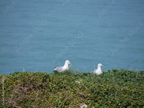 Moettes