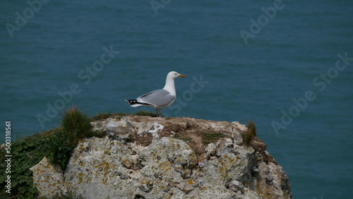Mouette