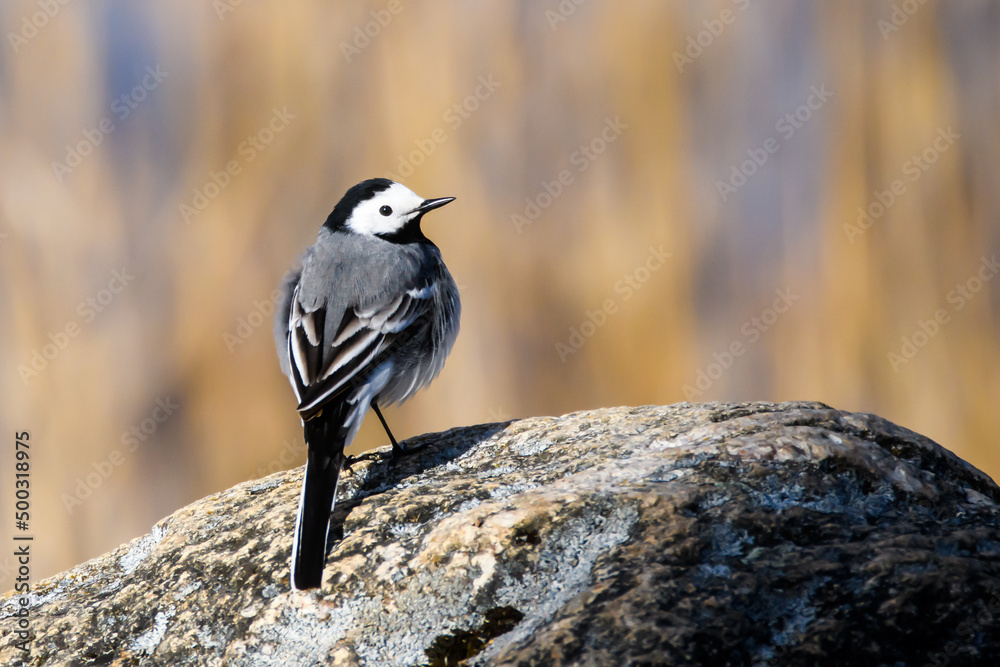 Naklejka premium Selective focus photo. White wagtail bird. Motacilla alba.