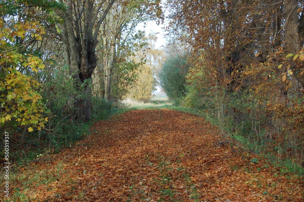 Obraz premium Waldzauber in Mecklenburg