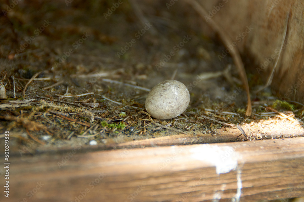 Obraz premium Egg, Nest, Bird, Vogel, 