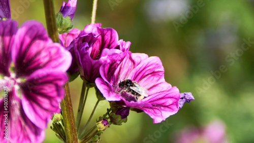Hummel, Blüte, Malve, Biene, Pflanze, Frühling, Bees, Insekten, Insecta