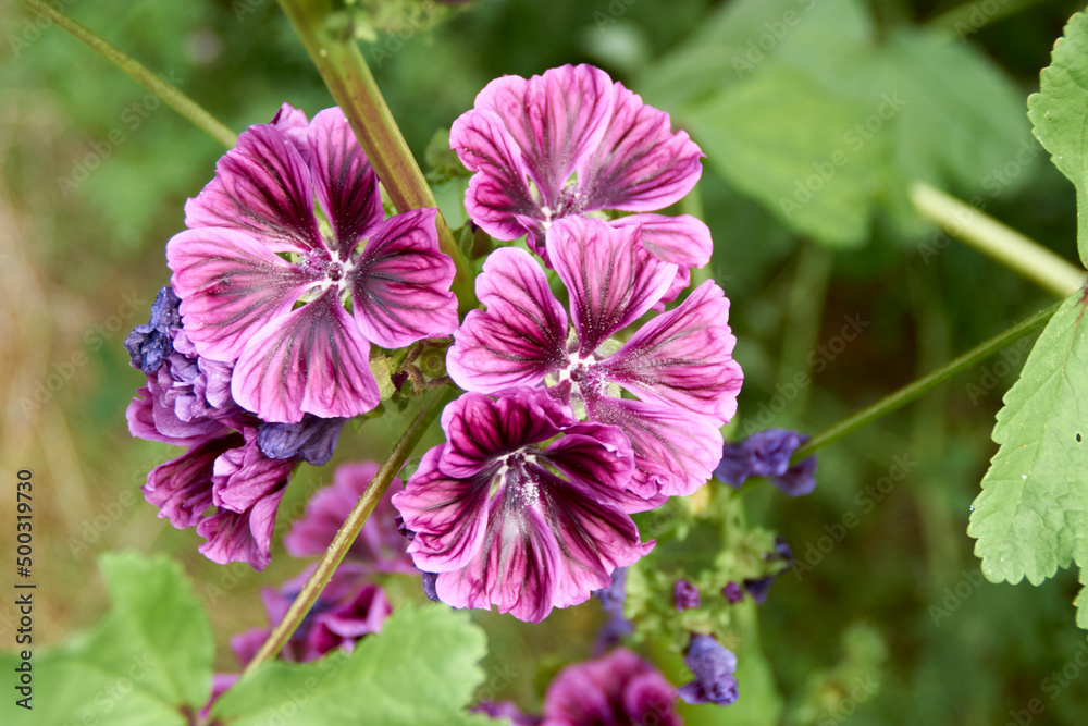 Obraz premium Blüte, Malve, Pflanze, Frühling