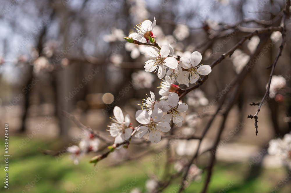 Fruit tree blooming in spring in the park Fruit tree blooming in spring in the park