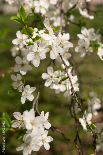 Fruit tree blooming in spring vertical