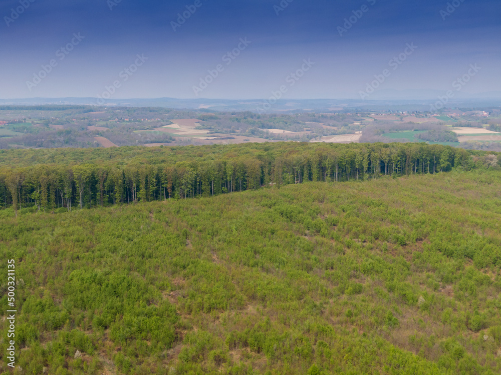 Beautiful forest on Bilogora, near village Zrinski Topolovac