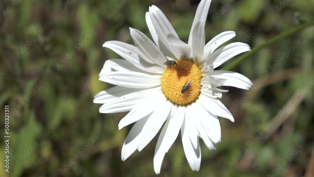 White Flowers Blooming & Being Sucked By Insects White Flowers Blooming & Being Sucked By Insects