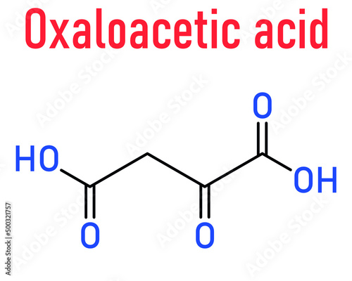 Oxaloacetic acid or oxaloacetate  metabolic intermediate molecule. Skeletal chemical formula.