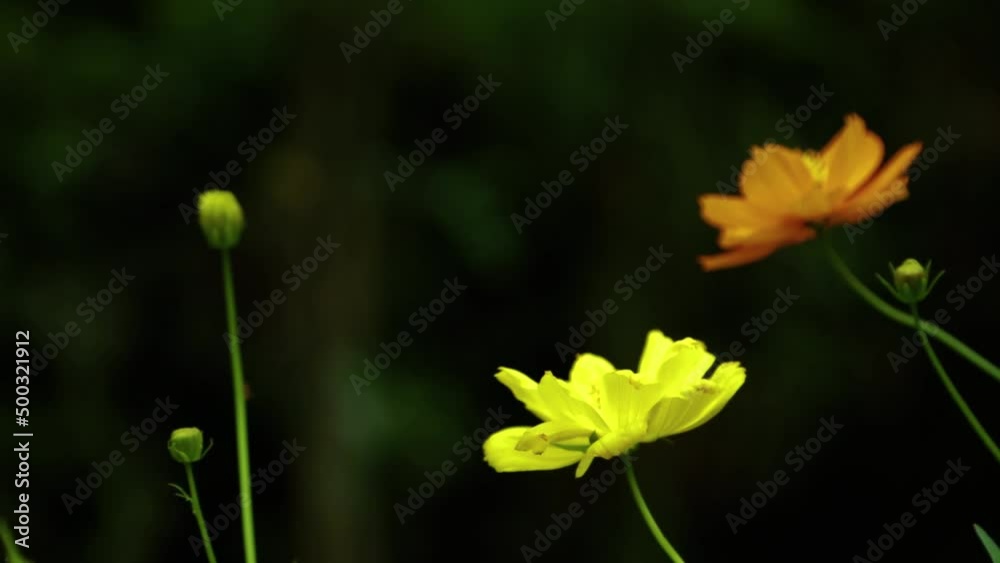 Beautiful Flowers Bloom and Blown by the Wind in front of the Waterfalls Beautiful Flowers Bloom and Blown by the Wind in front of the Waterfalls