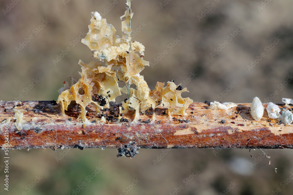 Wax bee frame eaten by parasites. Wax moth. Pests of active hives