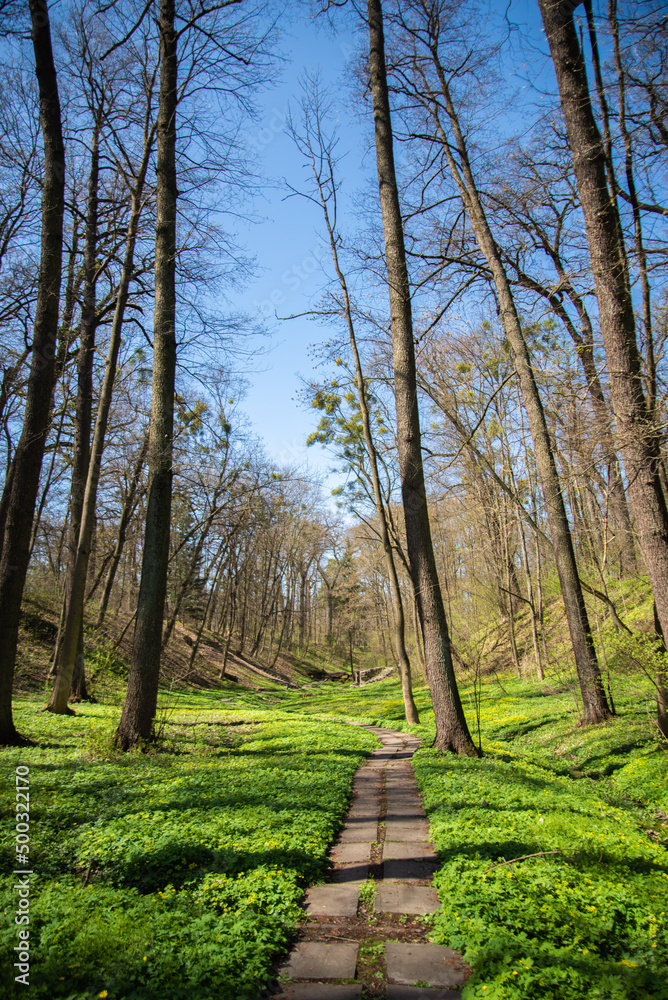 Obraz premium Stone path in the spring forest