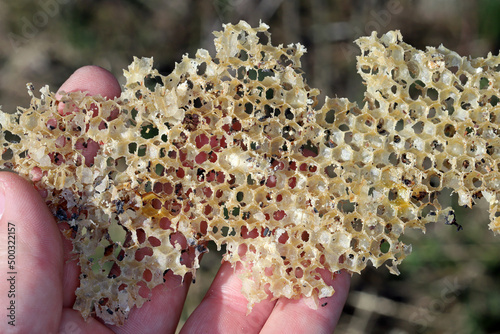 Wax bee frame eaten by parasites. Wax moth. Pests of active hives. Galleria mellonella species in a honeycomb without bees. photo