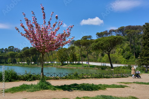 Fototapeta Naklejka Na Ścianę i Meble -  Villa Ada city park in the spring, Rome