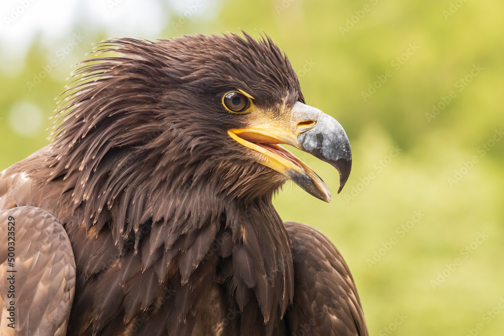 Portrait of a young bald eagle with an open beak. Portrait of a young bald eagle with an open beak.