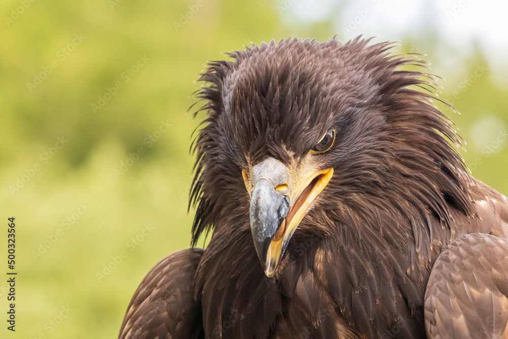 Portrait of a young bald eagle with an open beak. Portrait of a young bald eagle with an open beak.