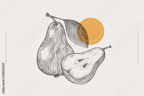 Hand-drawn pear fruit in engraving style. Dessert fruits, sliced and whole. Design element for markets, shops, cafes, restaurants and packaging. Vintage botanical illustration.