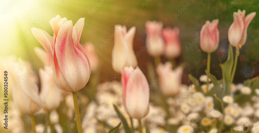 Naklejka premium White and pink tulips in a garden with other beautiful flowers. Springtime scene with colorful flowers and sun rays.
